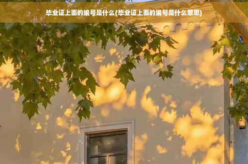 毕业证上面的编号是什么(毕业证上面的编号是什么意思)