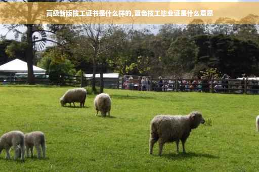 高级新版技工证书是什么样的,蓝色技工毕业证是什么意思