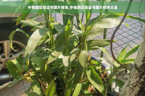 中检院毕业证书图片样本,中检院毕业证书图片样本大全