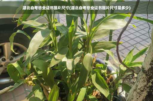 湖北自考毕业证书图片尺寸(湖北自考毕业证书图片尺寸是多少)