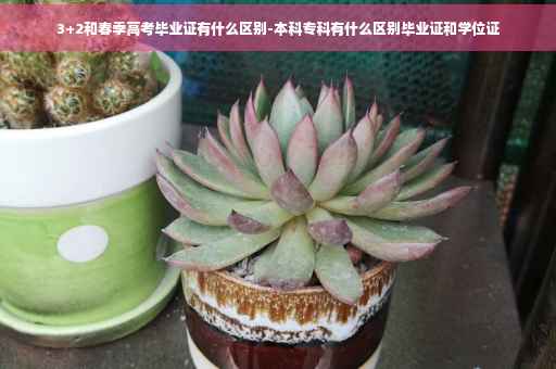 3+2和春季高考毕业证有什么区别-本科专科有什么区别毕业证和学位证