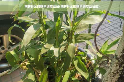 南林什么时候申请毕业证(南林什么时候申请毕业证的)