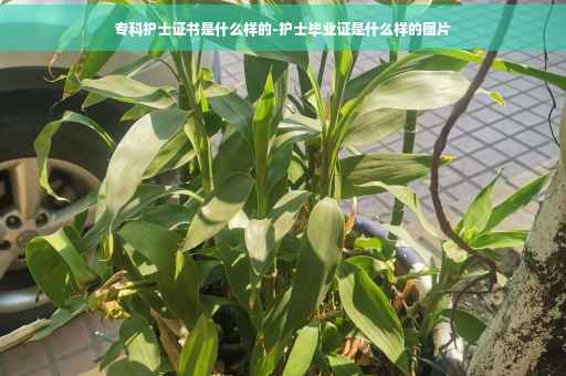 专科护士证书是什么样的-护士毕业证是什么样的图片