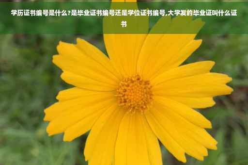 学历证书编号是什么?是毕业证书编号还是学位证书编号,大学发的毕业证叫什么证书