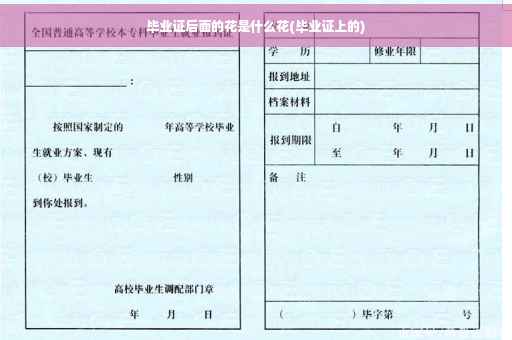 毕业证后面的花是什么花(毕业证上的)