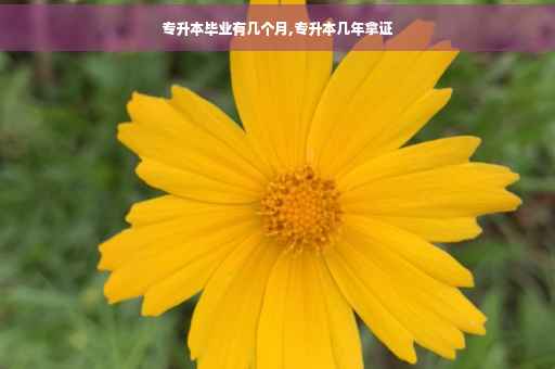 专升本毕业有几个月,专升本几年拿证