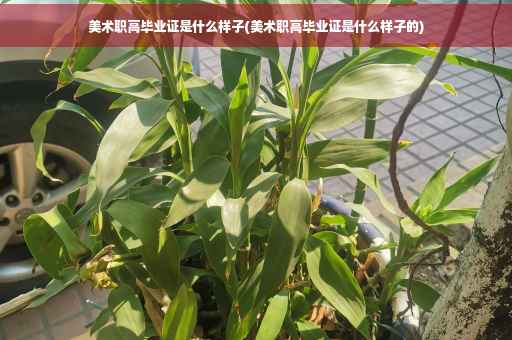 美术职高毕业证是什么样子(美术职高毕业证是什么样子的)