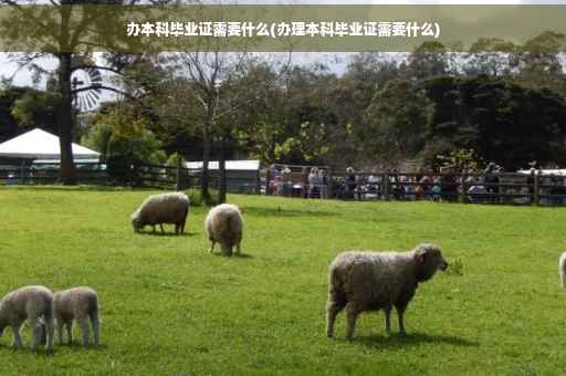 办本科毕业证需要什么(办理本科毕业证需要什么)