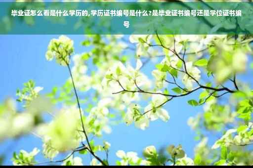 毕业证怎么看是什么学历的,学历证书编号是什么?是毕业证书编号还是学位证书编号