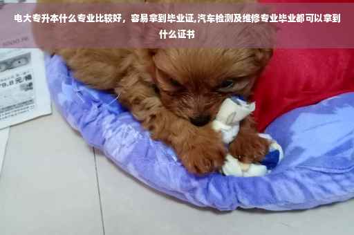 电大专升本什么专业比较好，容易拿到毕业证,汽车检测及维修专业毕业都可以拿到什么证书
