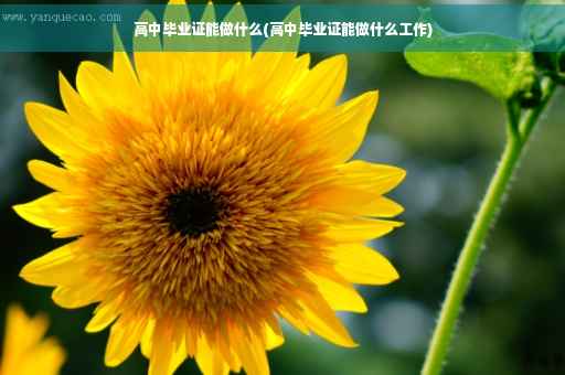 高中毕业证能做什么(高中毕业证能做什么工作)