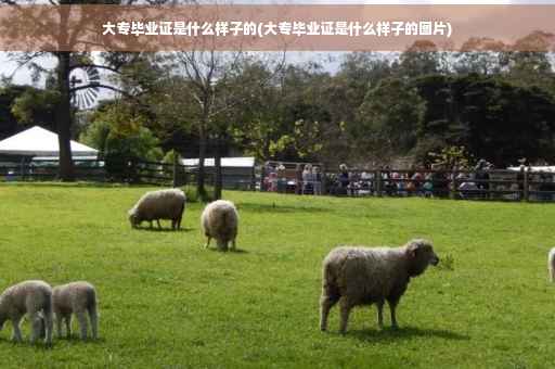 大专毕业证是什么样子的(大专毕业证是什么样子的图片)