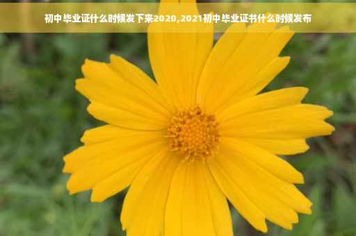 初中毕业证什么时候发下来2020,2021初中毕业证书什么时候发布