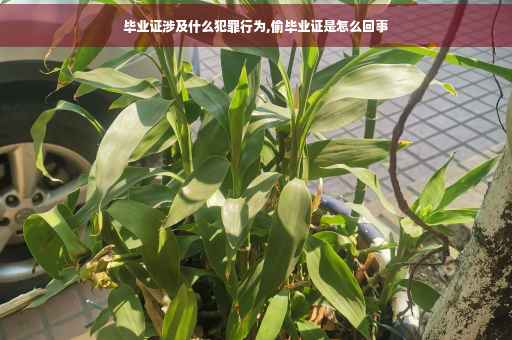 毕业证涉及什么犯罪行为,偷毕业证是怎么回事