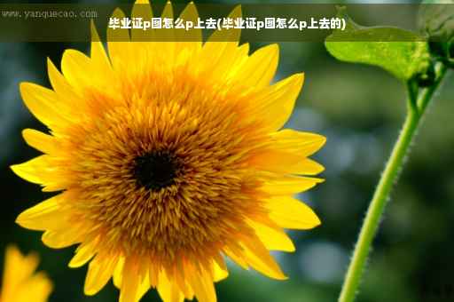 毕业证p图怎么p上去(毕业证p图怎么p上去的)