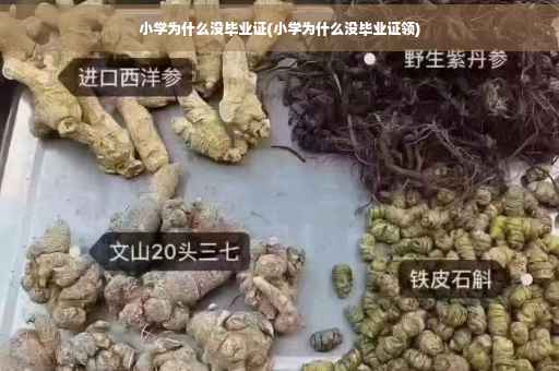 小学为什么没毕业证(小学为什么没毕业证领)