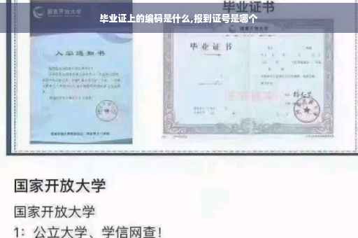 毕业证上的编码是什么,报到证号是哪个