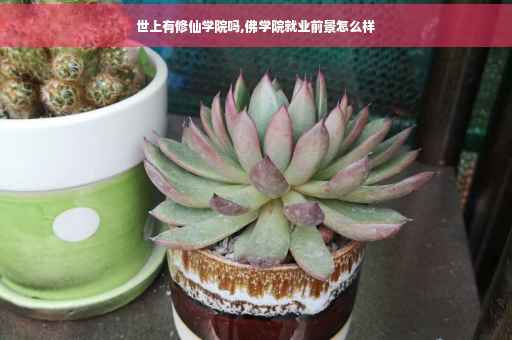 世上有修仙学院吗,佛学院就业前景怎么样