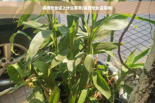 函授毕业证上什么意思(函授毕业证是啥)