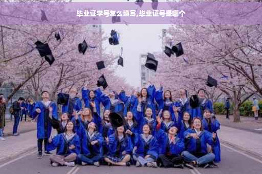 毕业证学号怎么填写,毕业证号是哪个