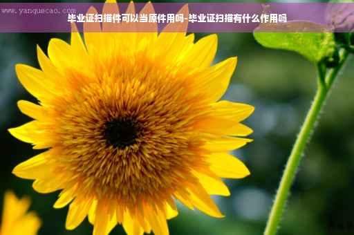 毕业证扫描件可以当原件用吗-毕业证扫描有什么作用吗
