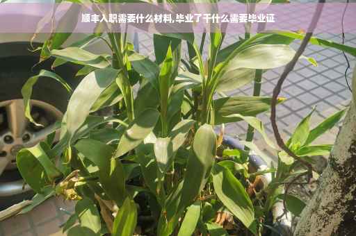 顺丰入职需要什么材料,毕业了干什么需要毕业证
