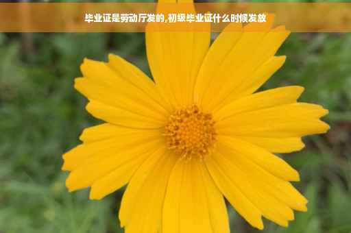 毕业证是劳动厅发的,初级毕业证什么时候发放