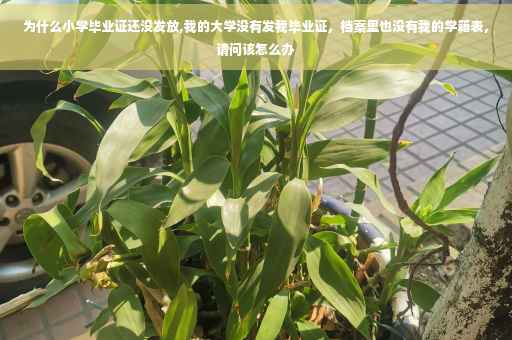 为什么小学毕业证还没发放,我的大学没有发我毕业证，档案里也没有我的学籍表，请问该怎么办