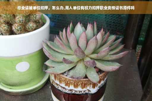 毕业证被单位扣押，怎么办,用人单位有权力扣押职业资格证书原件吗