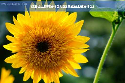 毕业证上都有写什么后果(毕业证上会写什么)