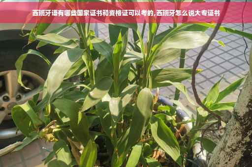 西班牙语有哪些国家证书和资格证可以考的,西班牙怎么说大专证书
