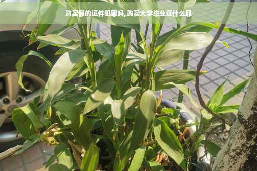 购买假的证件犯罪吗,购买大学毕业证什么罪