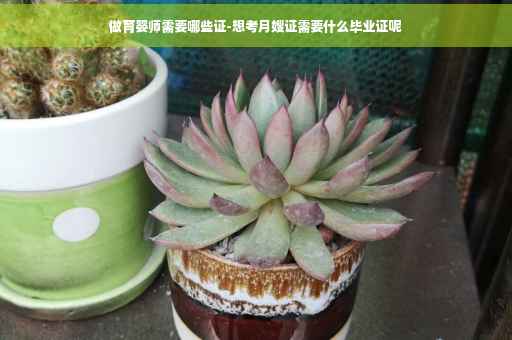 做育婴师需要哪些证-想考月嫂证需要什么毕业证呢