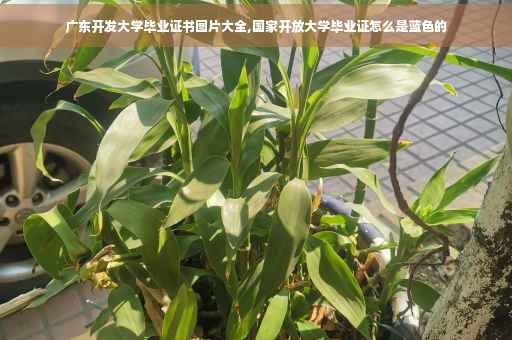 广东开发大学毕业证书图片大全,国家开放大学毕业证怎么是蓝色的