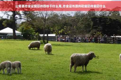 公司要毕业证复印件四份干什么用,毕业证书原件和复印件复印什么