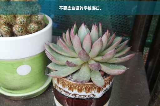 不要毕业证的学校海口,