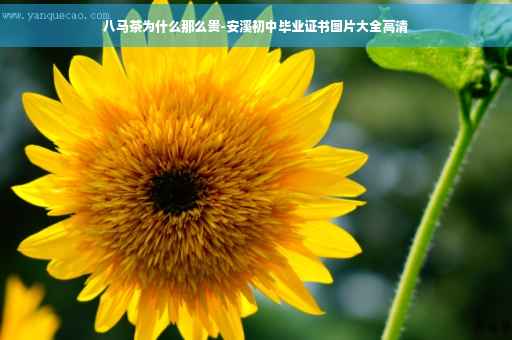 八马茶为什么那么贵-安溪初中毕业证书图片大全高清