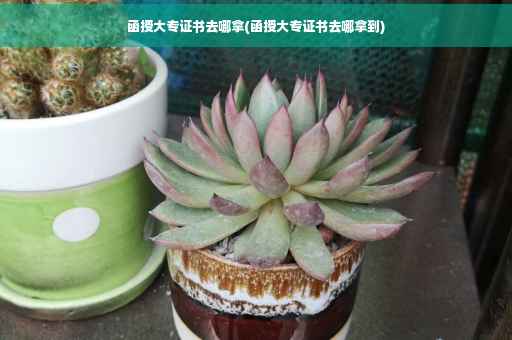 函授大专证书去哪拿(函授大专证书去哪拿到)