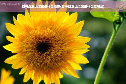 自考毕业证流程是什么意思(自考毕业证流程是什么意思啊)