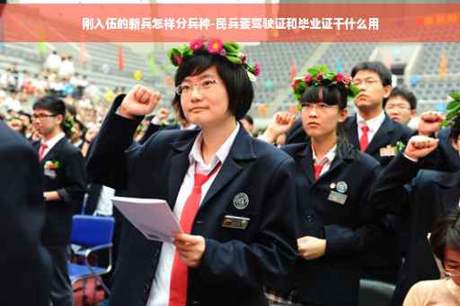 刚入伍的新兵怎样分兵种-民兵要驾驶证和毕业证干什么用