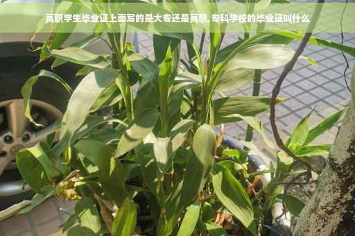 高职学生毕业证上面写的是大专还是高职,专科学校的毕业证叫什么