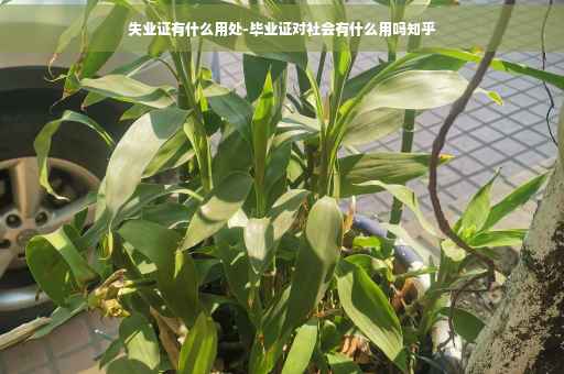 失业证有什么用处-毕业证对社会有什么用吗知乎