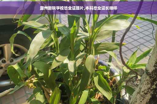 滁州新锐学校毕业证图片,本科毕业证长啥样