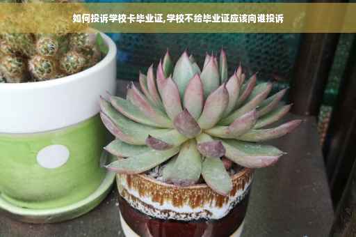 如何投诉学校卡毕业证,学校不给毕业证应该向谁投诉