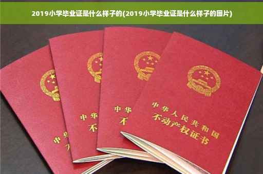 2019小学毕业证是什么样子的(2019小学毕业证是什么样子的图片)