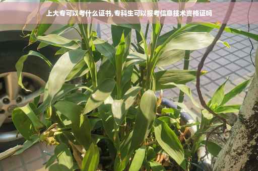 上大专可以考什么证书,专科生可以报考信息技术资格证吗