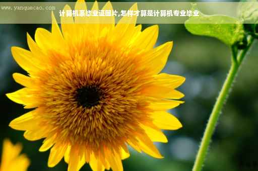计算机系毕业证图片,怎样才算是计算机专业毕业