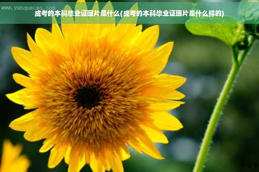 成考的本科毕业证图片是什么(成考的本科毕业证图片是什么样的)