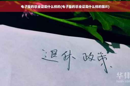 电子版的毕业证是什么样的(电子版的毕业证是什么样的图片)