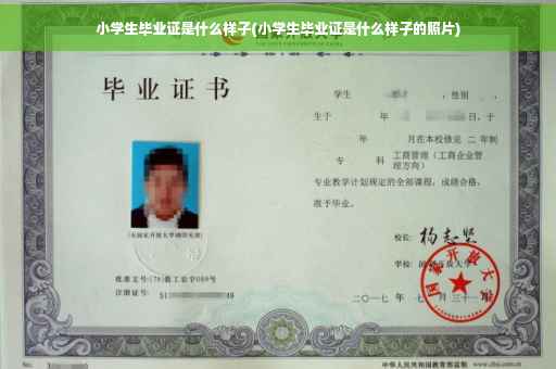 小学生毕业证是什么样子(小学生毕业证是什么样子的照片)